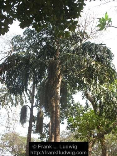 Hanging Gardens, Malabar Hill, Bombay, Mumbai, India